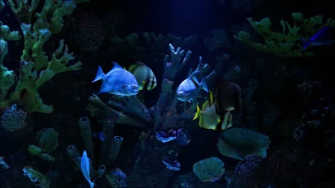 AQUARIUM PECES