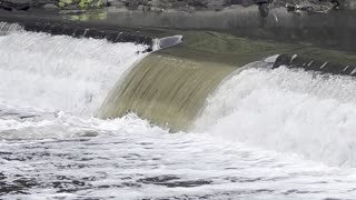Humber River Toronto Salmon Barrier Jump competition