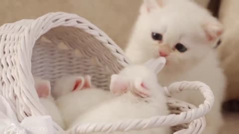 White kitten and white Tiny bunnies 🐰