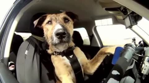 Funny Dog Videos - This Smart Dog gets to test Drive the Car