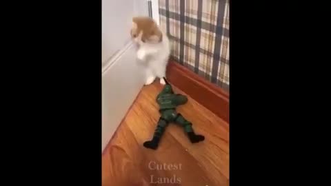 Cute CATS , Funny Animals