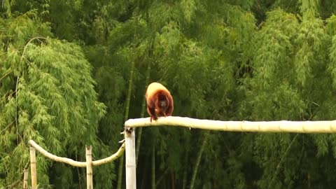 A cute monkey crosses over bamboo for a banana