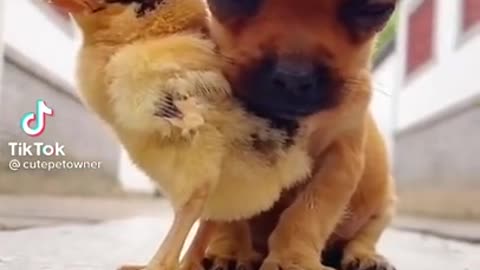 Ultimate Baby Dogs - Cute and Funny Dog Videos Compilation #Shorts