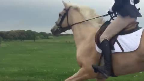 Horse on the Loose on Busy Roadway in Maryland