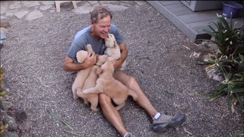 Man Gets Attack By Dozens Of Golden Retriever!