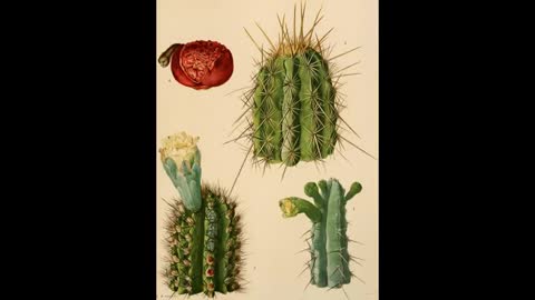 Odds and Ends Part 12 Columnar Cactus Domestication