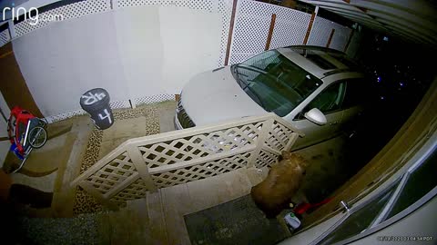 Bear Cubs Playing on Stairs