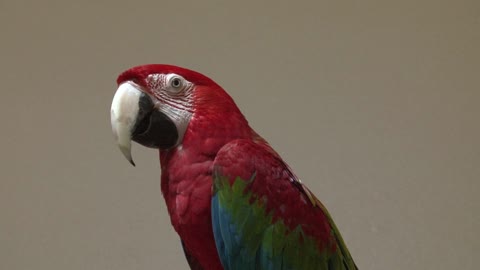 Kona the Parrot talking
