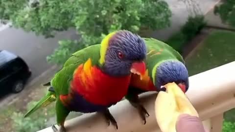 The most beautiful birds eat chips😍😋