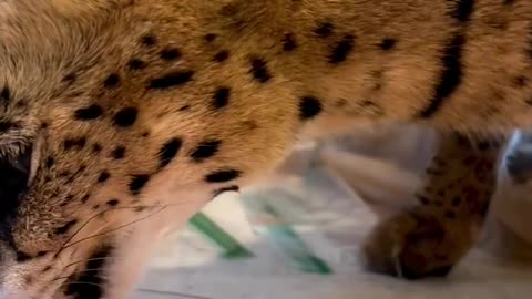 Serval having a snack