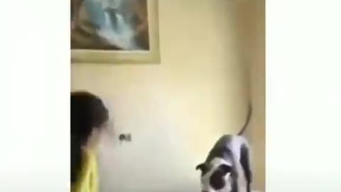 dog jumping on the mattress with the kids