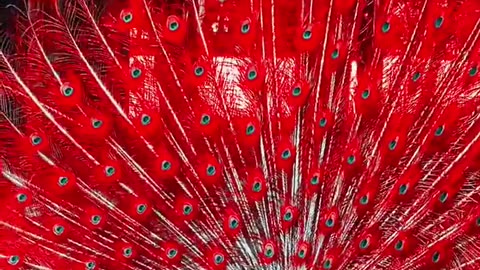 4 Beautiful Red Peacocks Video #170 #shorts #short #trending #animals