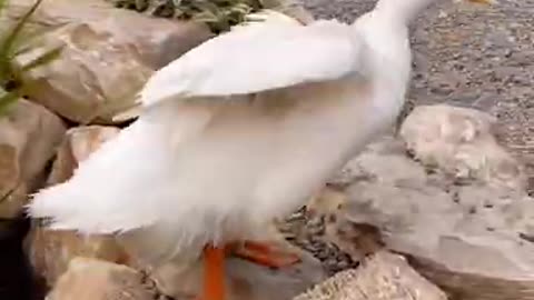 Geese Walking in a Park