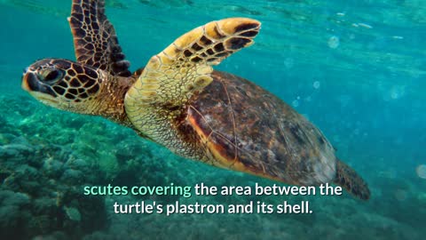 Green Sea Turtle - Description, Characteristics and Facts