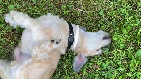 George packs a wallow