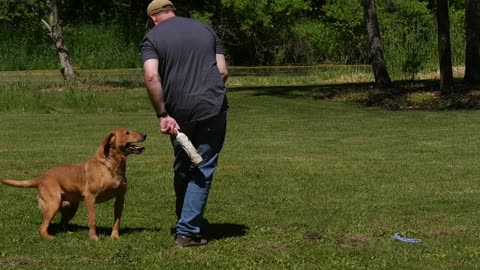 Teaching Proper Heeling to Your Dog