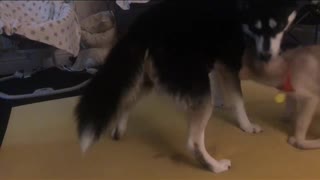Puppy Siberian Husky Agouti Being Fearless
