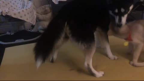Puppy Siberian Husky Agouti Being Fearless