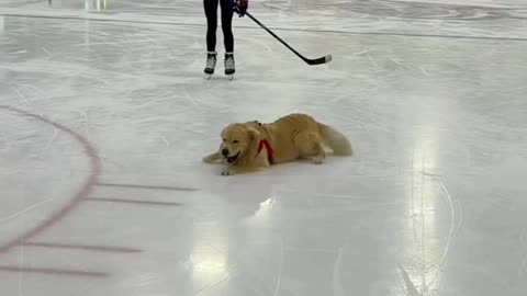 How dog play ice hockey