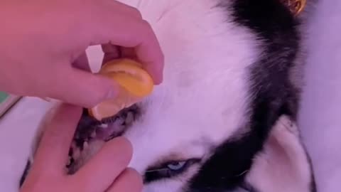 Squeeze lemon juice for dog and he throws a tantrum.