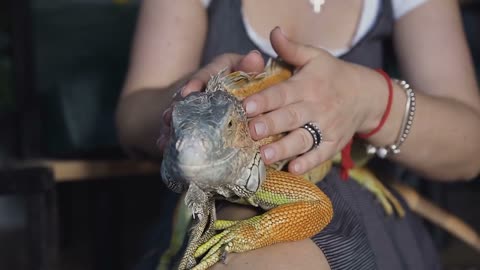 Close-up. aptive reptile - Australian Bearded dragon pet lizard warming up lying on on her legs