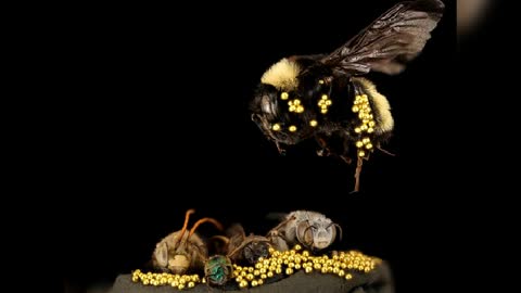 How Bees trained to collect gold dust in Congo 30 sec learning