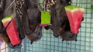 Bats Munching on Melon