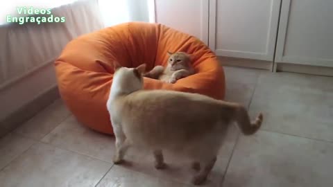 Animais de estimação engraçado e bonito que faz o divertimento - Gatos bonitos e cães Compilation