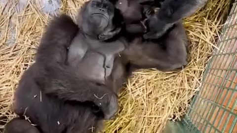 Mum and auntie are looking after the new baby! #gorilla #gorillababy