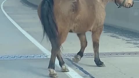 Horse Runs Down Open Highway after Escaping Trailer