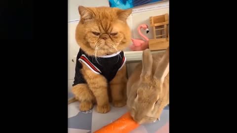 Cute And Funny Pets /Try Not To Laugh To These Pets Compilation 🤣