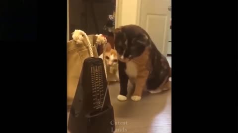 Funny videos for pets ♥ Cute dogs and cats doing funny things