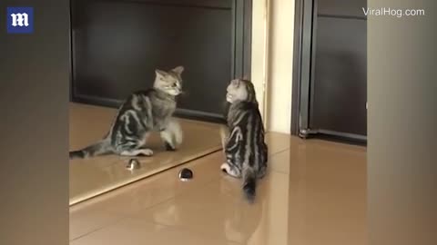 Confused cat tries to attack 'rival' when it sees its reflection in the mirror for the first time