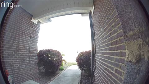 Ring Video Doorbell Finds Out Who Let The Dogs Out | RingTV