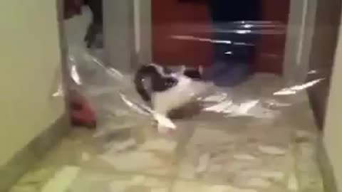 Funny and Silly Animal Cat Fail 2021