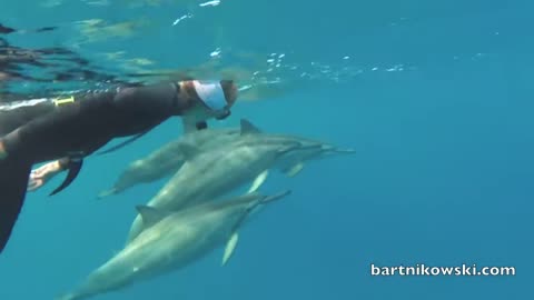 Wild Dolphins Playing with Humans