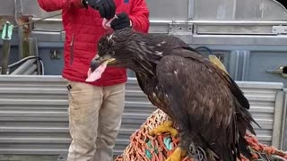 Hand Feeding A Beautiful Bald Eagle