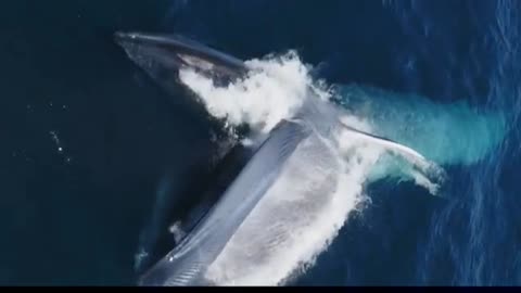 Wow , big Whale 🫨