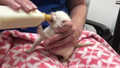 Two-week-old kittens abandoned in bag at Port Lincoln_ bottle-feeding