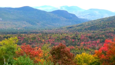 Fall Foliage