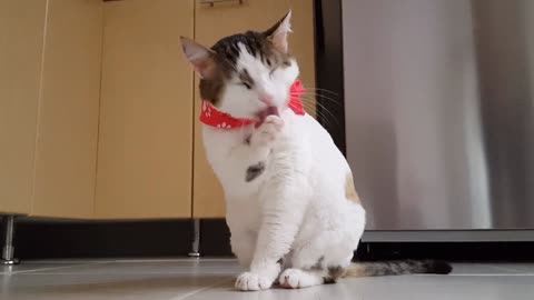 A cute cat play with her self