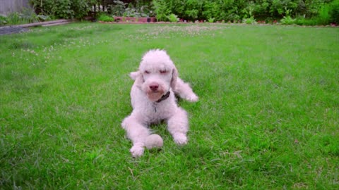 Playful dog running away from ball