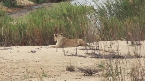 Lion Yawning Lying in a Riverbed - Wildlife Videos from Africa.