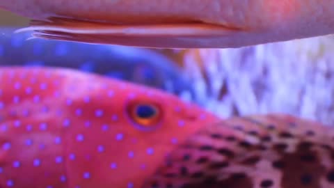 Aquarium Relax Music | under sea videos | under water videos | beautiful fishes videos | sleep music