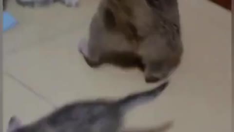 Funny cat video,☺️