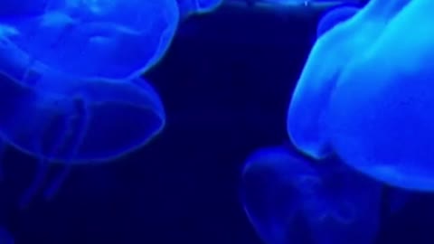 Group of very beautiful blue jellyfish