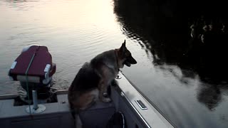 German Shepherd Suzie looking for fish