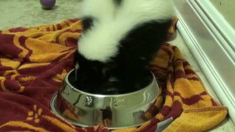 Pet Skunk playing in dog's water bowl