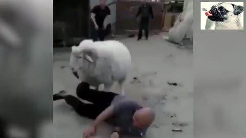 Funniest Animals Video - Shit Day - Funny video- Sheep Attak --4