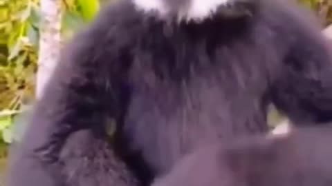 Black monkey original voice wow😄